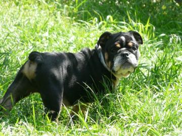 Englische Bulldoggen, freiatmend 12 Woch
