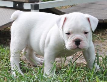 Englische Bulldoggen, freiatmend 12 Woch
