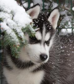 Traumhaft schne Husky - Welpen