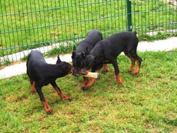 Rassestandart Dobermannwelpen