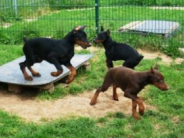 Rassestandart Dobermannwelpen