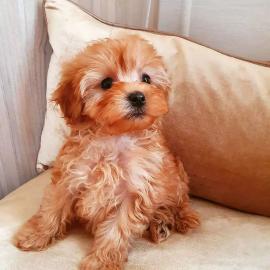 Sch?ne Welpen maltipoo