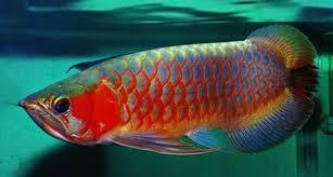 Qualit�t Arowana Fisch verf�gbar Fische