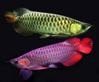 Qualit�t Arowana Fisch verf�gbar Fische