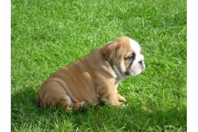 Englische Bulldogge Welpen mit FCI Ahne