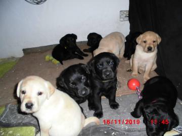 Reinrassige Labradorwelpen
