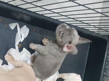 sch?ne welpen der franz?sischen bulldogg