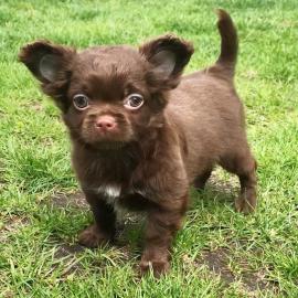 Chihuahua Welpen kurzhaarig