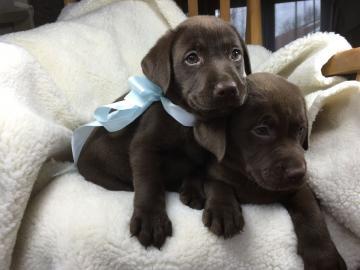 Zertifizierte Pedigree Labrador Welpen