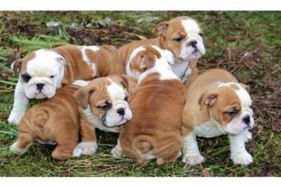 Reinrassige--englische bulldogge welpen