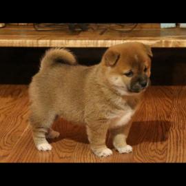 Welpen zur Verf?gung shiba i