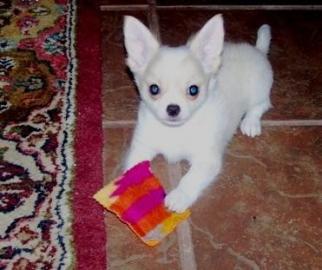 X-MAS Chihuahua welpen(150 euros)