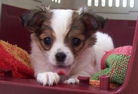 X-MAS Chihuahua welpen(150 euros)