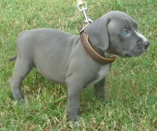 American Pit Bull Welpen