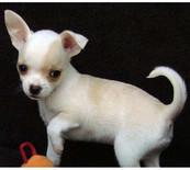 Chihuahua Welpen zu verkaufen