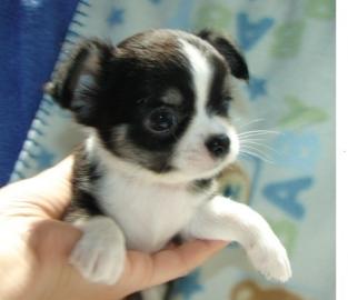 Nette Personen und weibliche Chihuahua