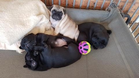 Mops welpen suchen neues Zuhause