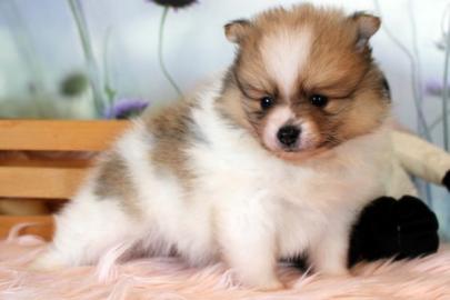 Pomeranian Zwerg spitz welpen,. 