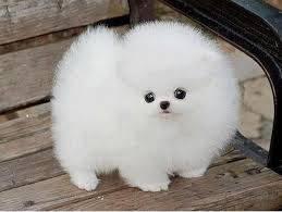 Zwergspitz Pomeranian Welpen mit papiere