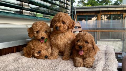 s??e Kuschelpudelwelpen