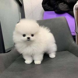 Mini Pomeranian Zwergspitz Boo Welpen  Z