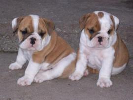 Super s��e English Bulldoggen Welpen abz