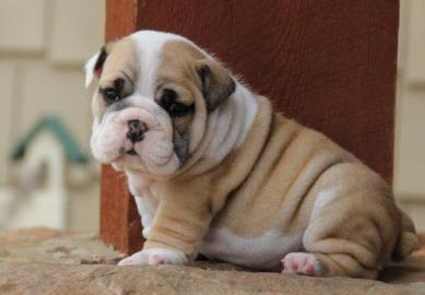 Super s��e English Bulldoggen Welpen abz
