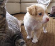 S��e Wundersch�ne Reinrassige Mini Chihu