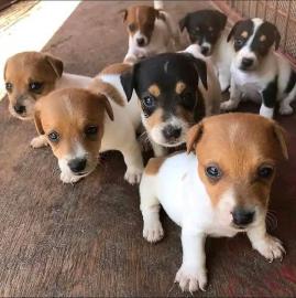 Diese s��en Jack-Russell-Welpen k�nnen n