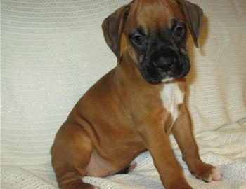Diese h�bschen, s��en Boxer-Welpen