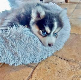 Gesunde, zu Hause aufgezogene Pomsky-Wel