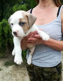 American Staffordshire terrier welpen