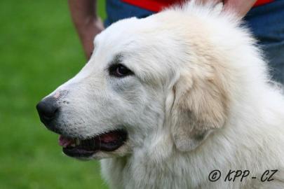 Pyrenean berghund � welpen