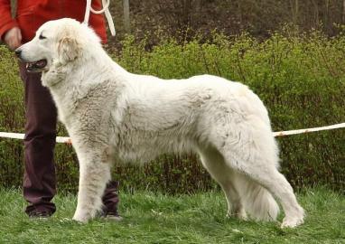 Pyrenean berghund � welpen