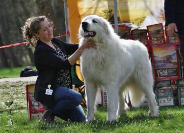 Pyrenean berghund � welpen