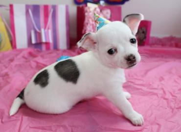 Super klein Chihuahua-Welpen