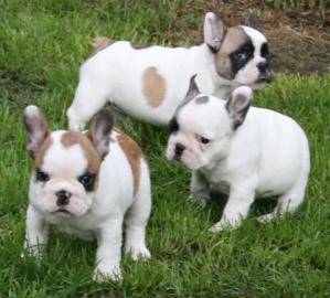s��er Franz�sisch Bulldogge-Welpen, ( 2
