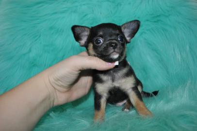 Teetasse Chihuahua Welpen