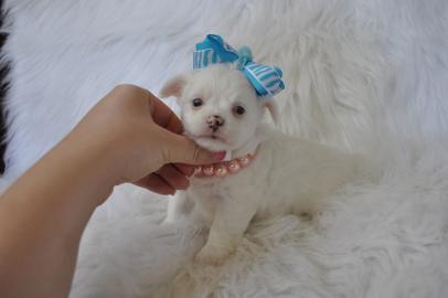 Teetasse Chihuahua Welpen
