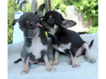 Zwei s��e Chihuahua Welpen