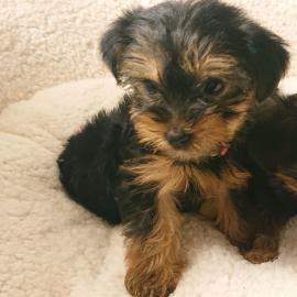 Yorkshire Terrier Welpen