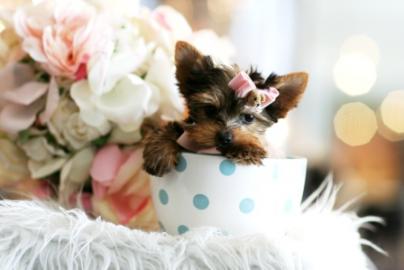 Erstaunlicher Yorkshire-Terrier-Welpe!