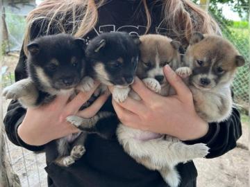 Shiba-Inu Welpen reinrassig mit Ahnentaf