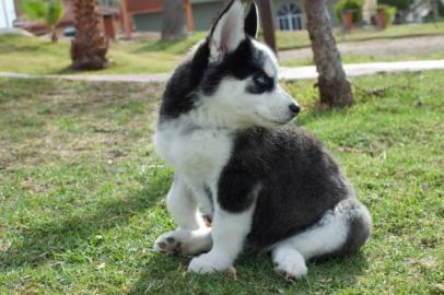 Shiba Inu Welpen