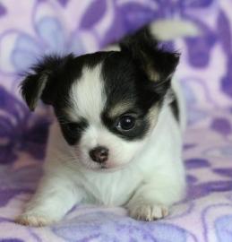 Chihuahua-Welpen Langhaar