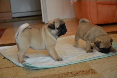 Mops (beige und schwarz)