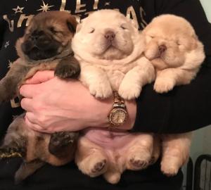 Wundersch?ne Chow Chow Welpen