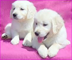Golden retriever Welpen mit Papieren