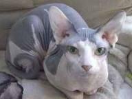 Extrem s�� und lieblich haarlosen Sphynx