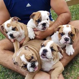 ENTZ?CKENDE ENGLISCHE BULLDOGGEN-WELPEN